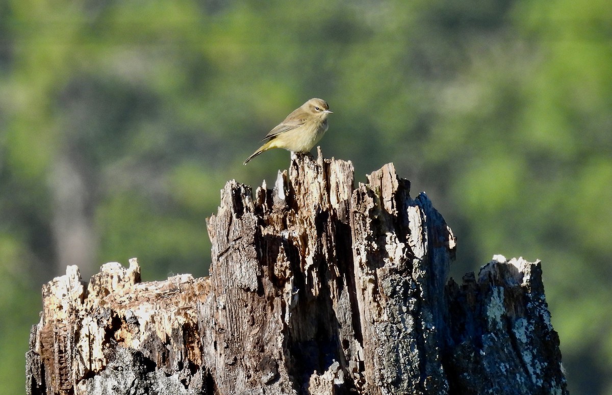 Palm Warbler - ML644589692