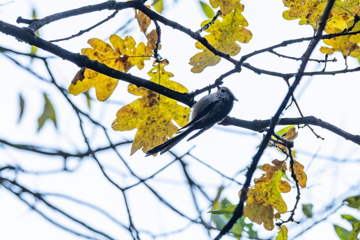 Orite à longue queue - ML644589694