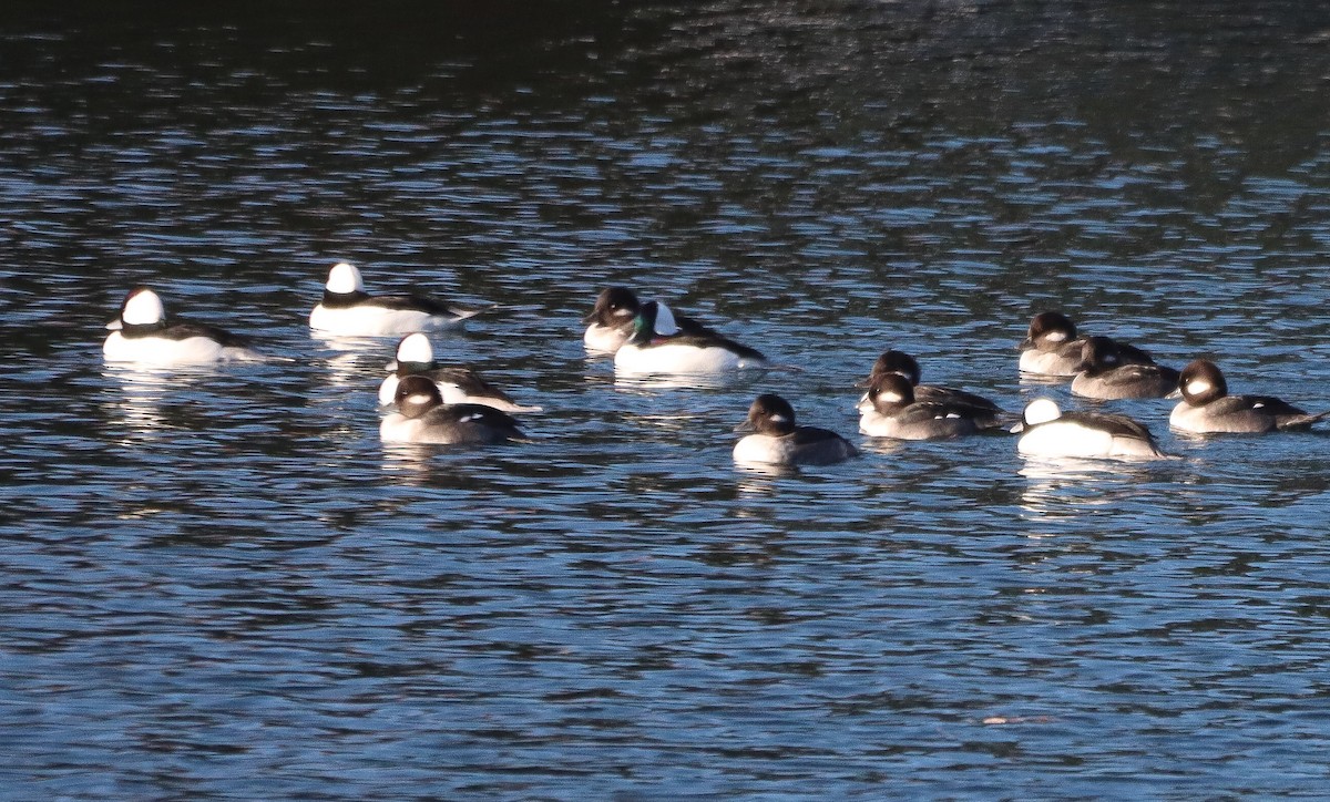 Bufflehead - ML644589695