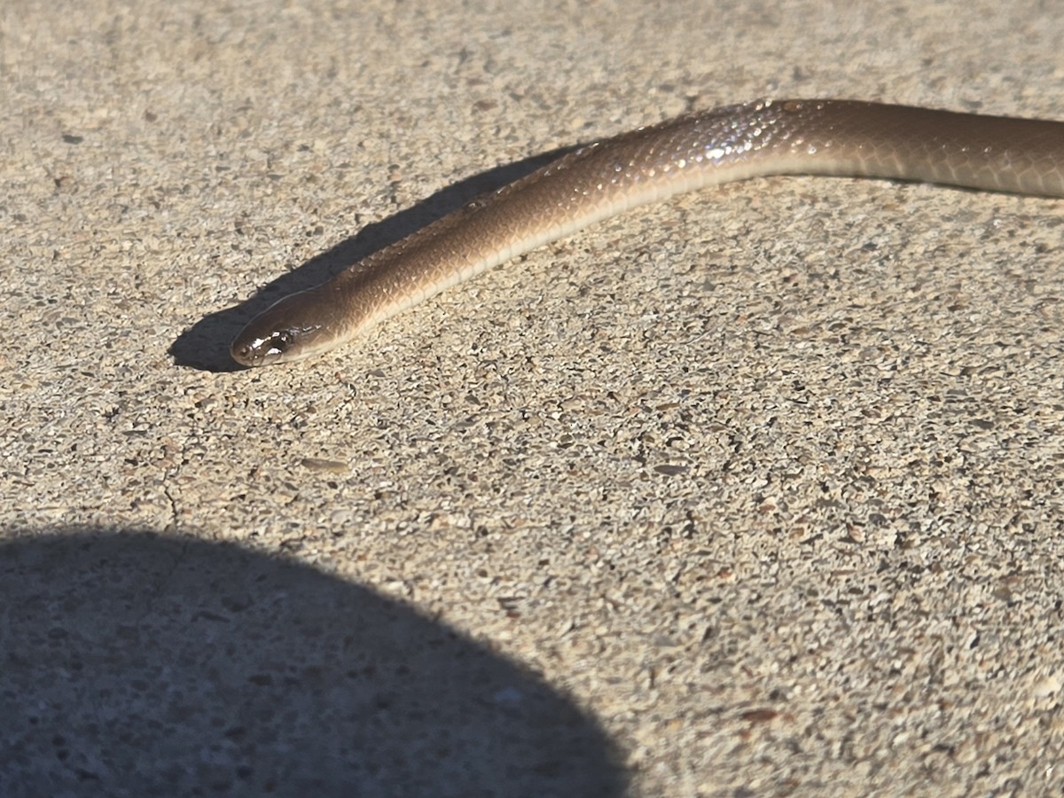 Rough Earthsnake - ML644589703