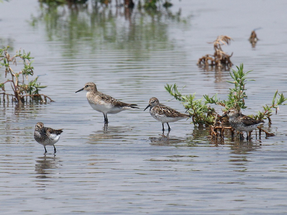 jespák dlouhokřídlý - ML644589704