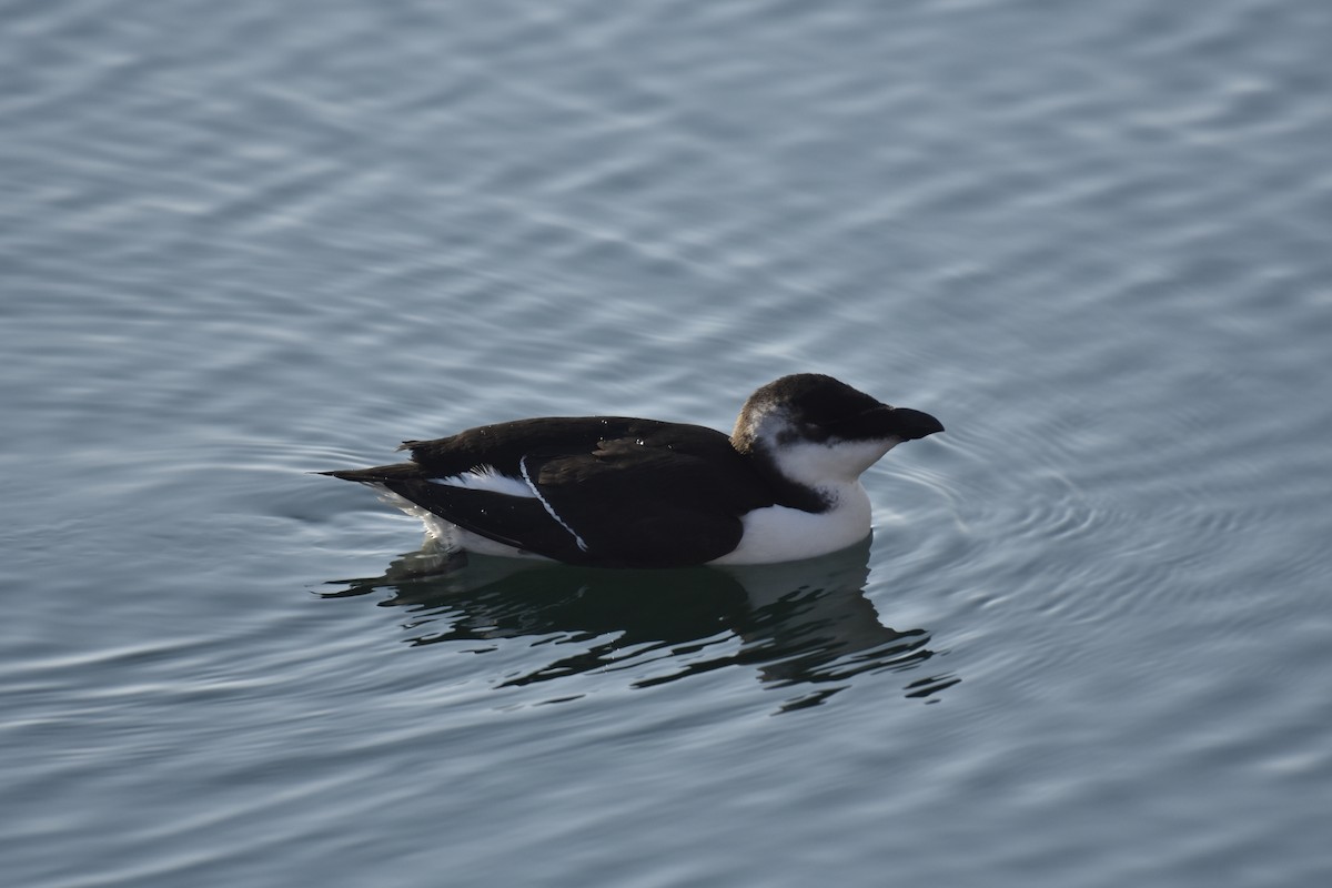 Razorbill - ML644589705