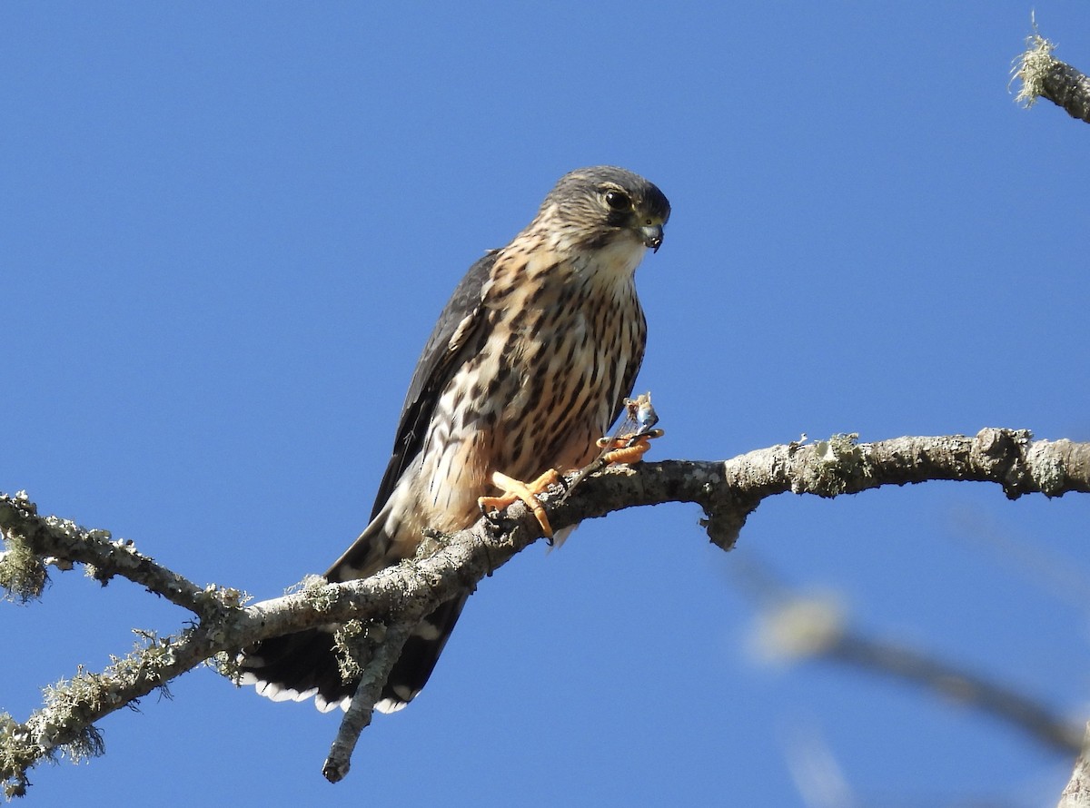 Хайргууна шонхор - ML644589708