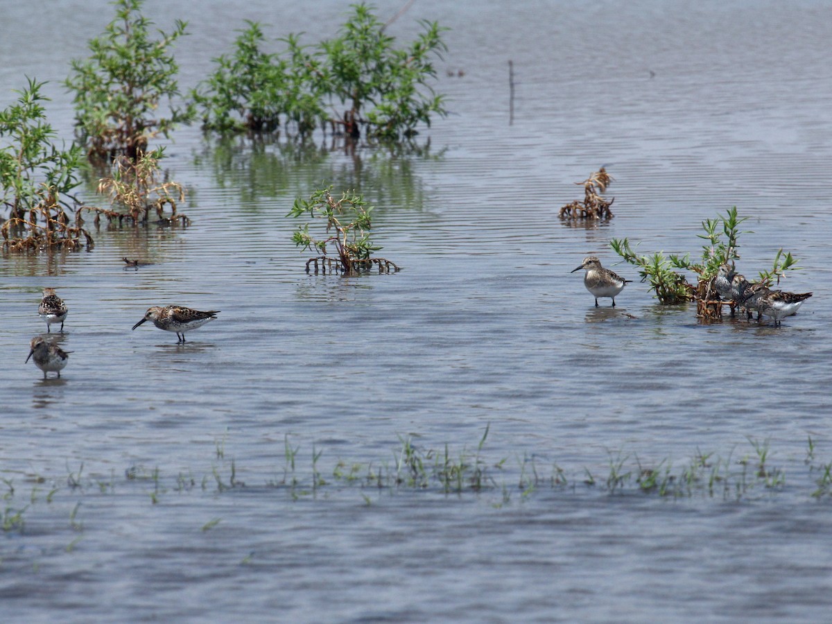 jespák aljašský - ML644589710