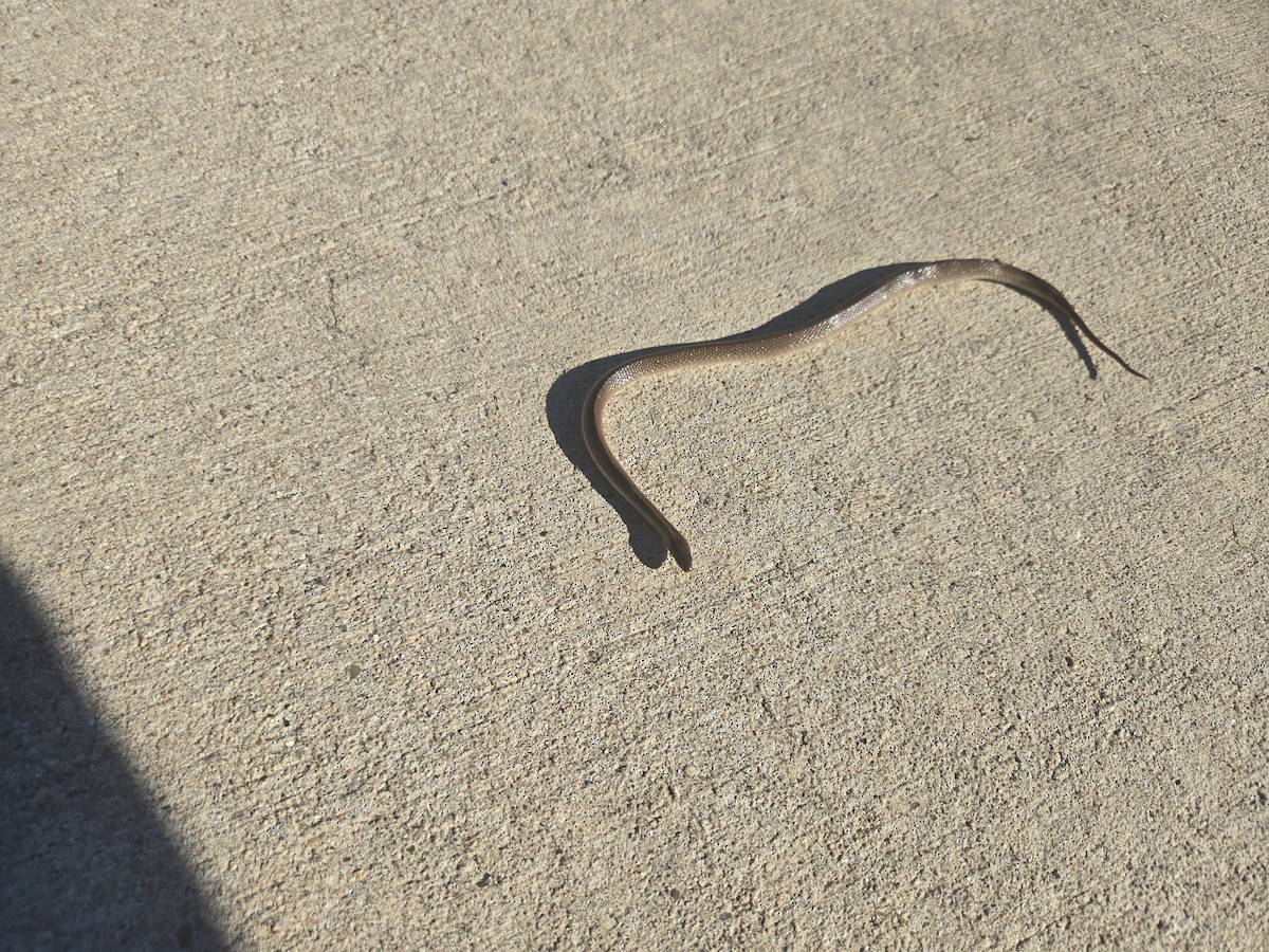 Rough Earthsnake - ML644589721