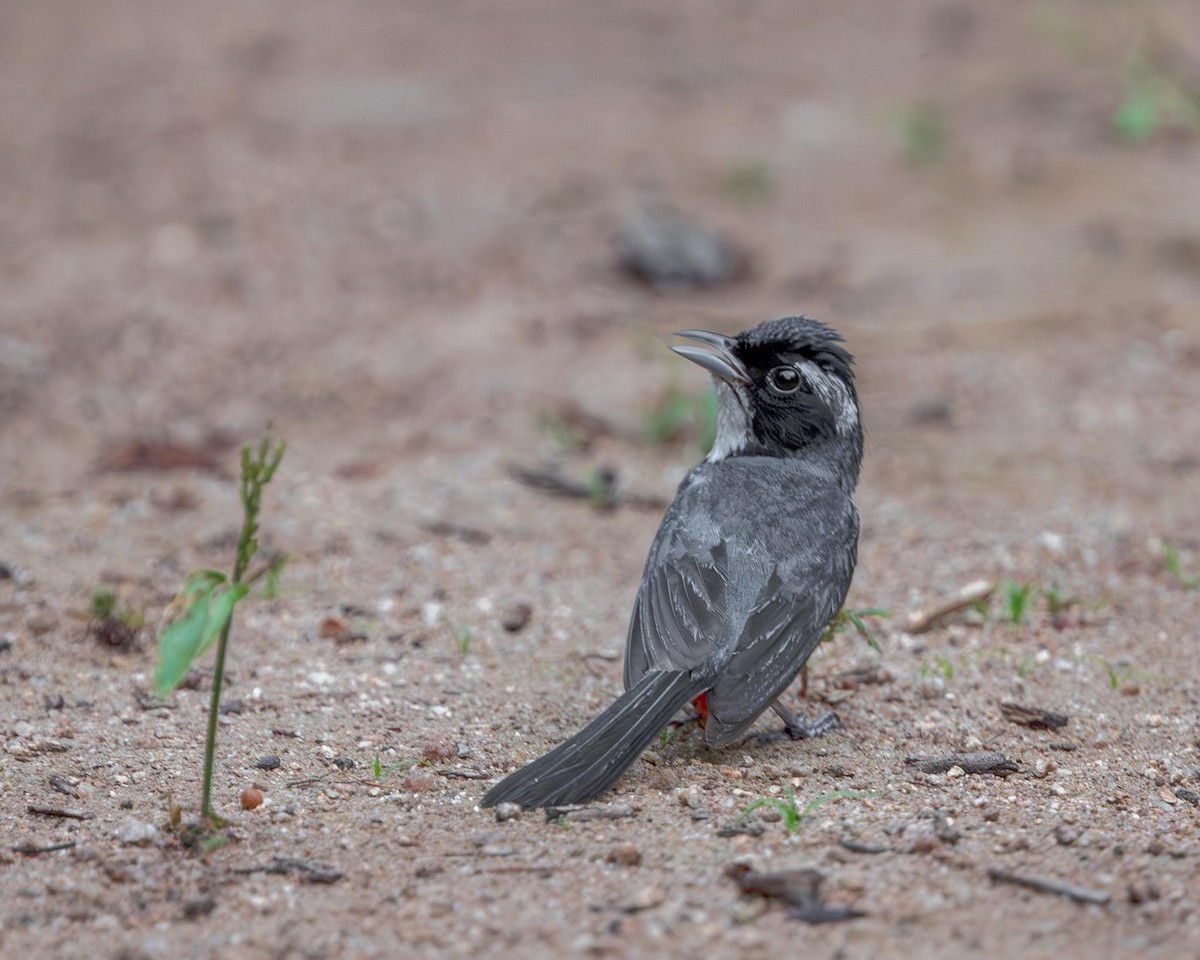 ムネアカアメリカムシクイ - ML644589729