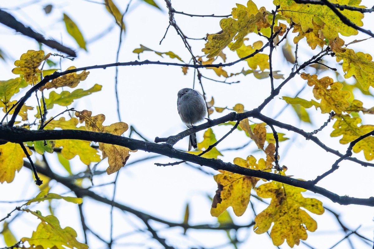 Orite à longue queue - ML644589734
