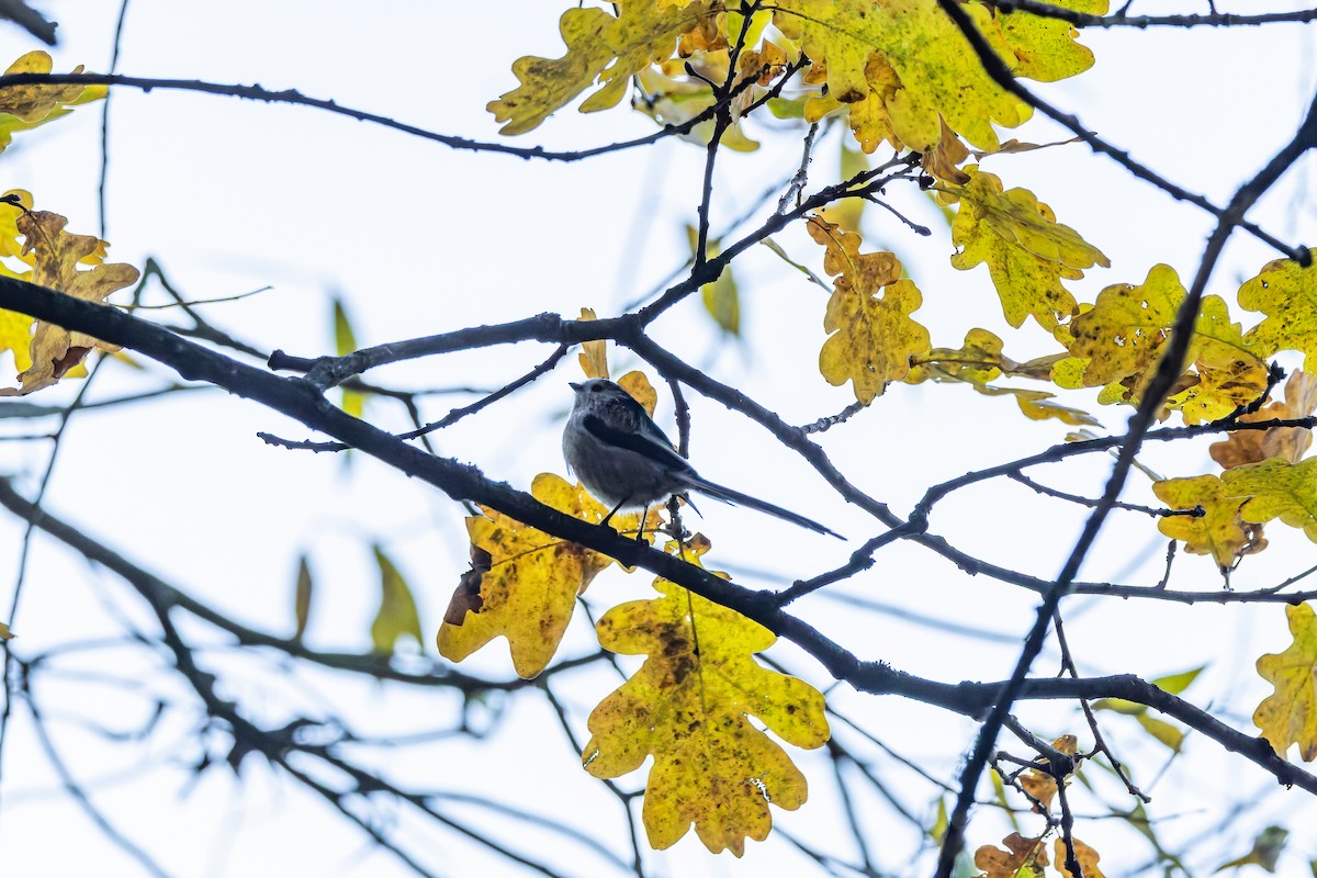 Orite à longue queue - ML644589736