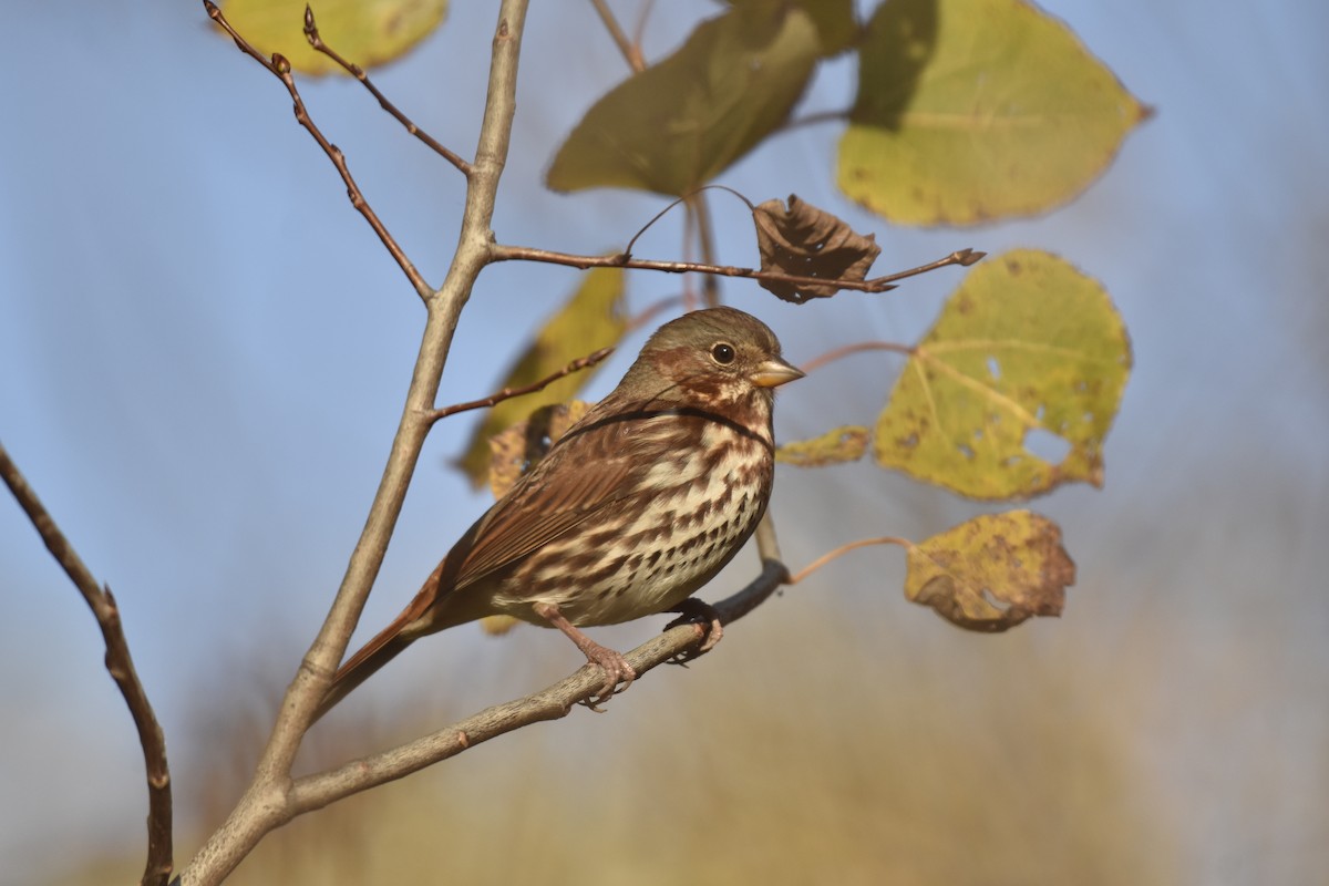 strnadec kaštanový (ssp. iliaca/zaboria) - ML644589740