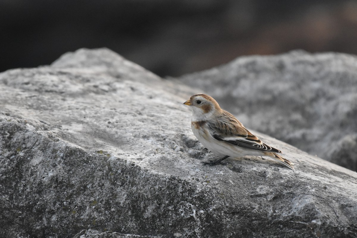 Snow Bunting - ML644589742