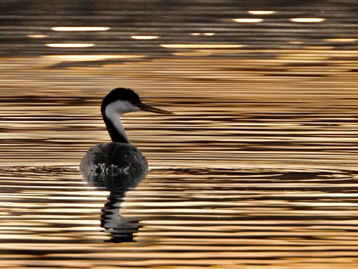 Western Grebe - ML644589760