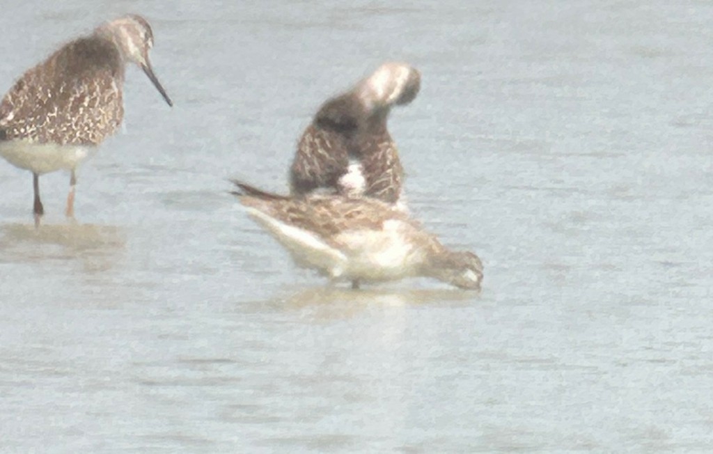 Wilson mendebal-txoria - ML644589764