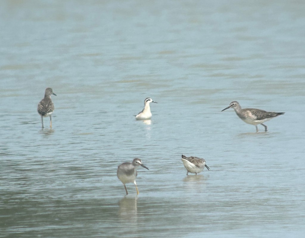 Wilson mendebal-txoria - ML644589765