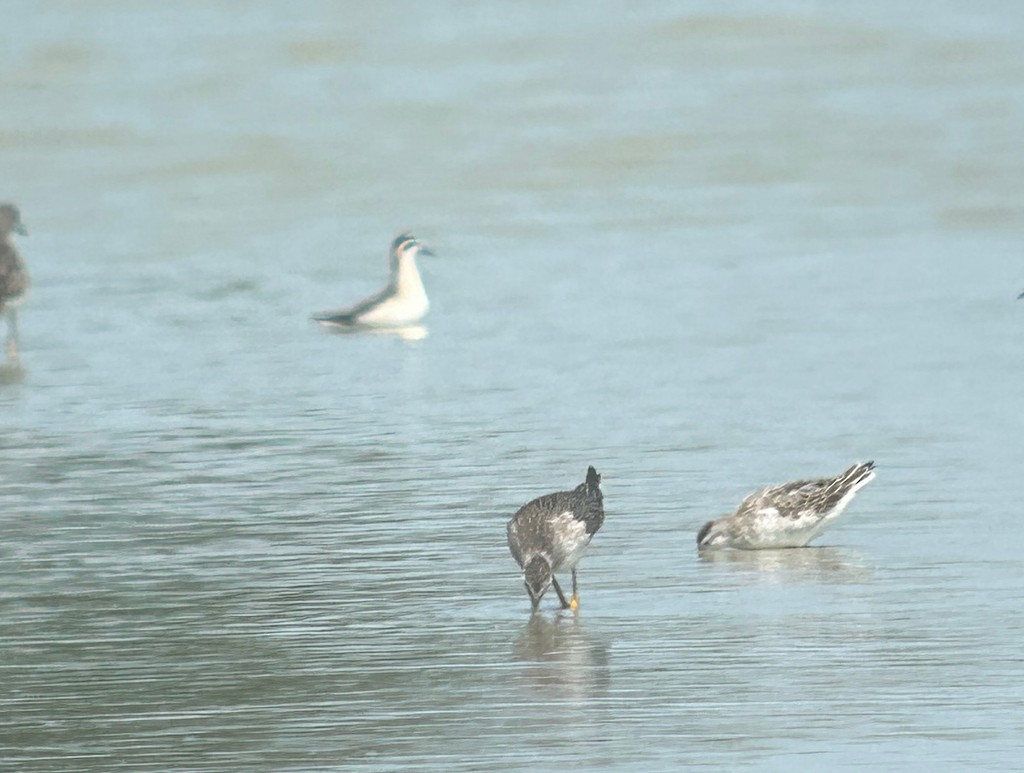 Wilson mendebal-txoria - ML644589766