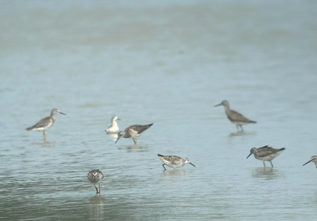 Wilson mendebal-txoria - ML644589768