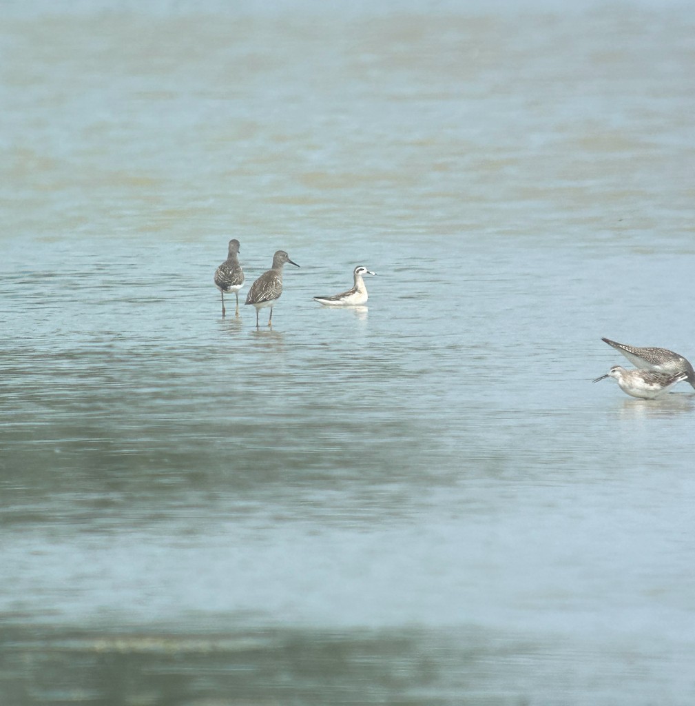 Wilson mendebal-txoria - ML644589769