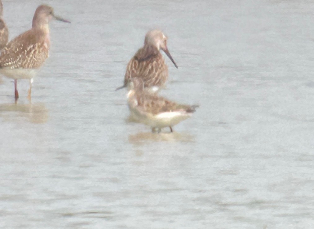 Wilson mendebal-txoria - ML644589770