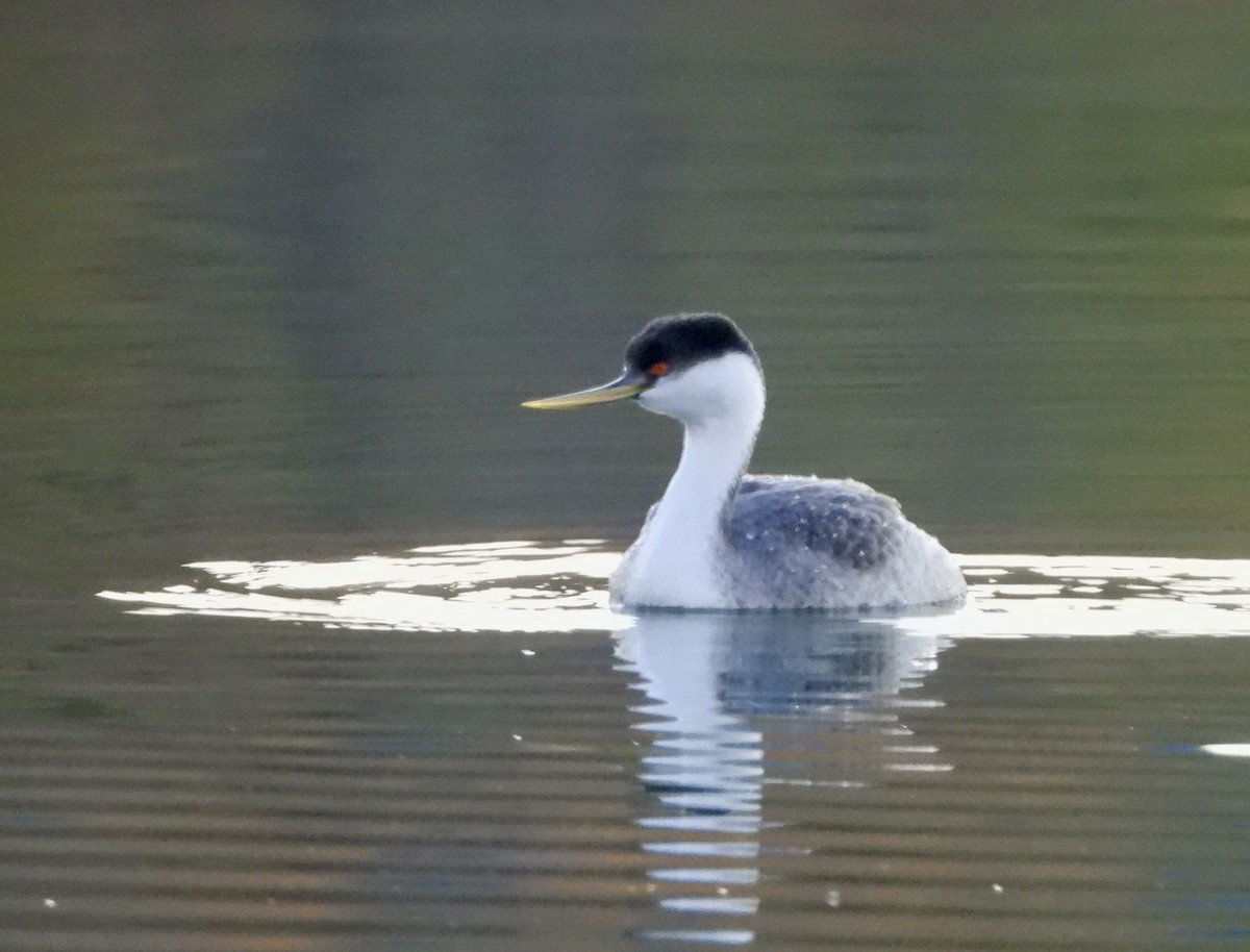 Western Grebe - ML644589774