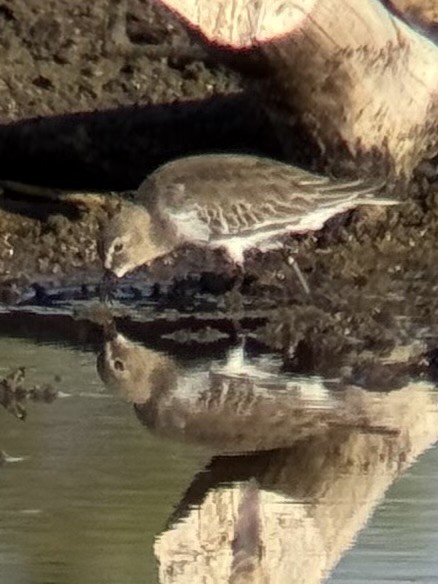 Dunlin - ML644589775