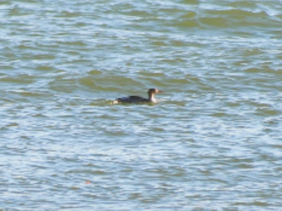 Red-breasted Merganser - ML644589776