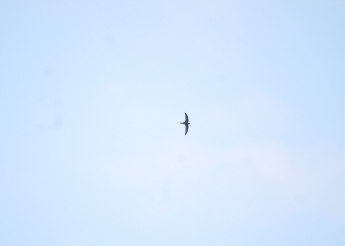 Chestnut-collared Swift - Santiago Cañaveral Suarez