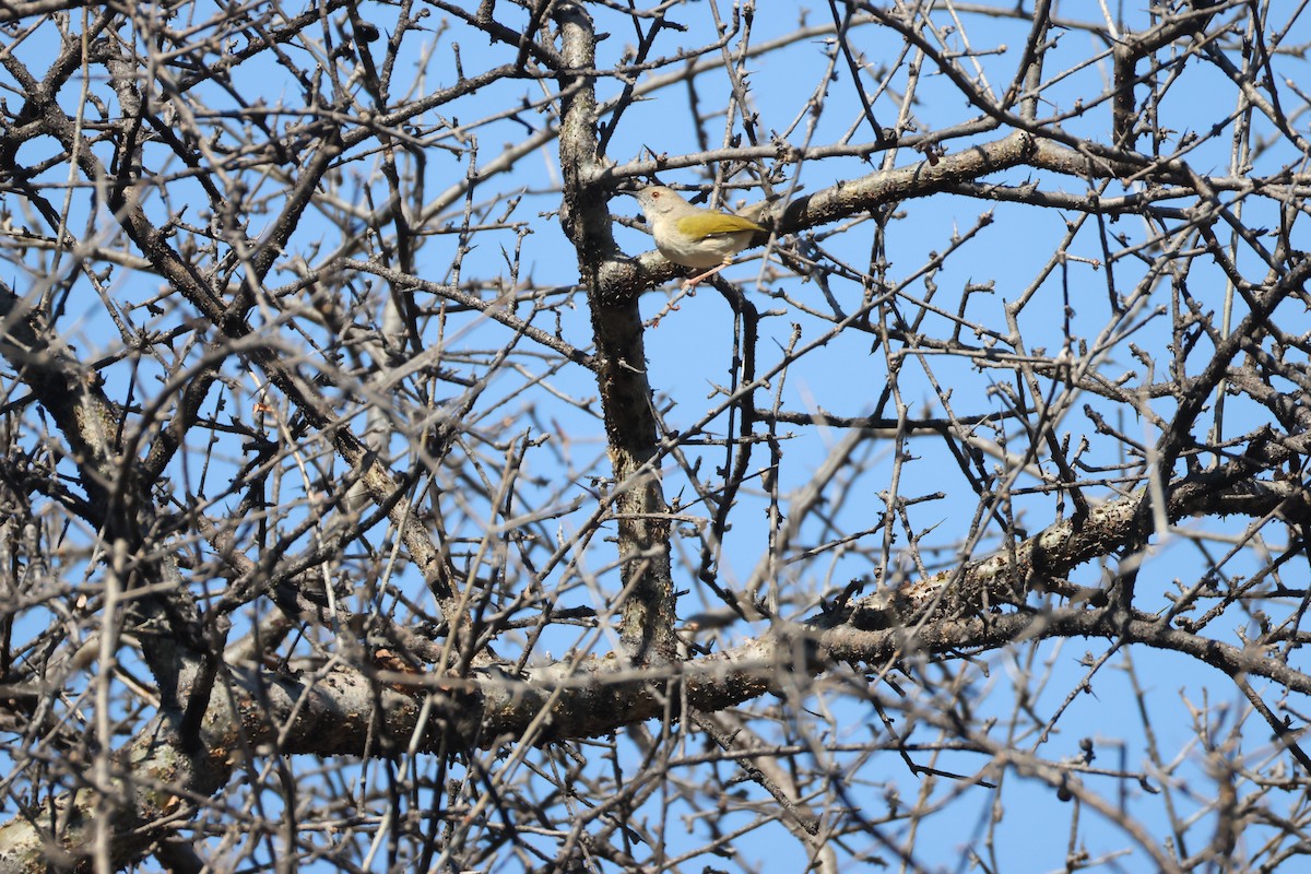 Camaróptera Baladora - ML644589794