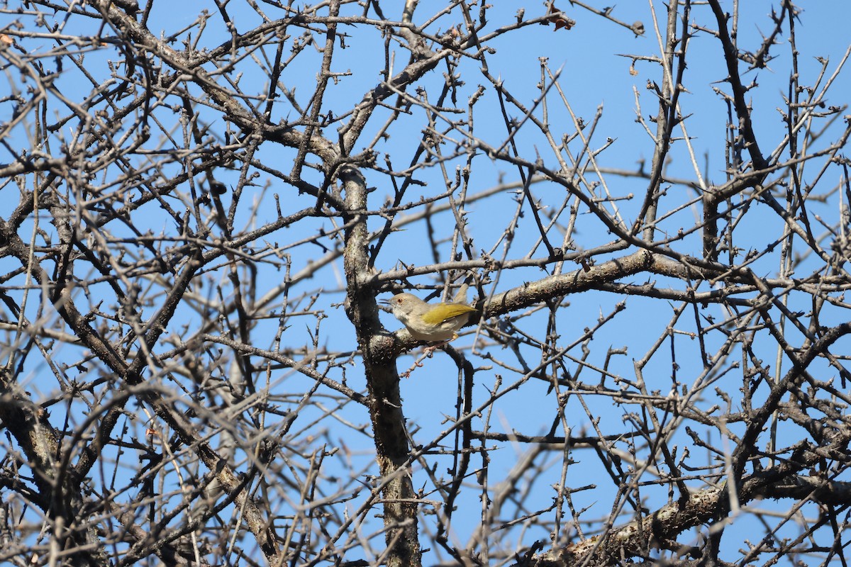 Camaróptera Baladora - ML644589795