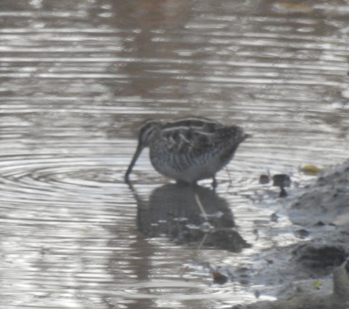 Wilson's Snipe - ML644589796