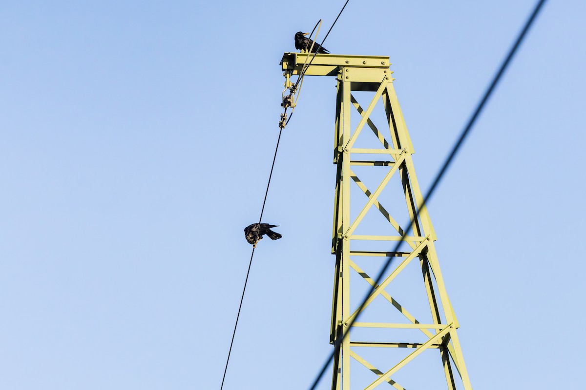 Corbeau freux - ML644589801