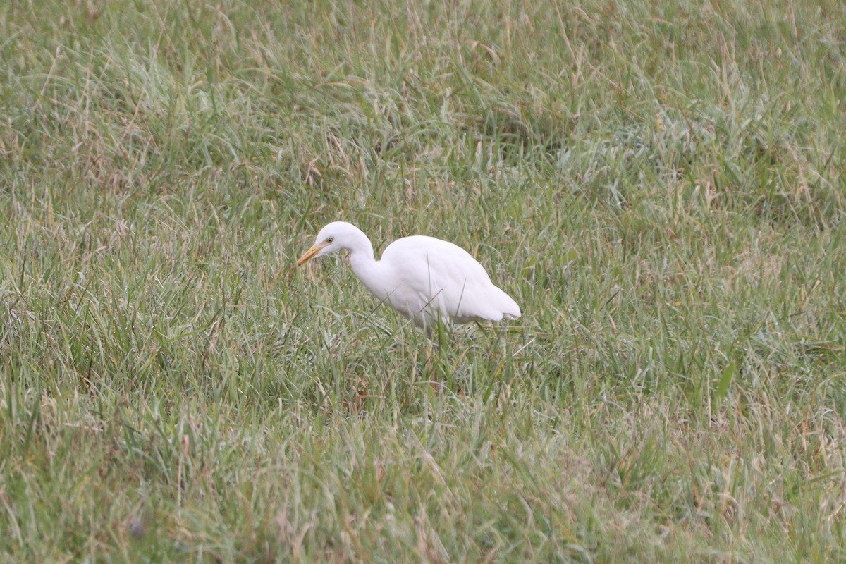 Western Cattle-Egret - ML644589821