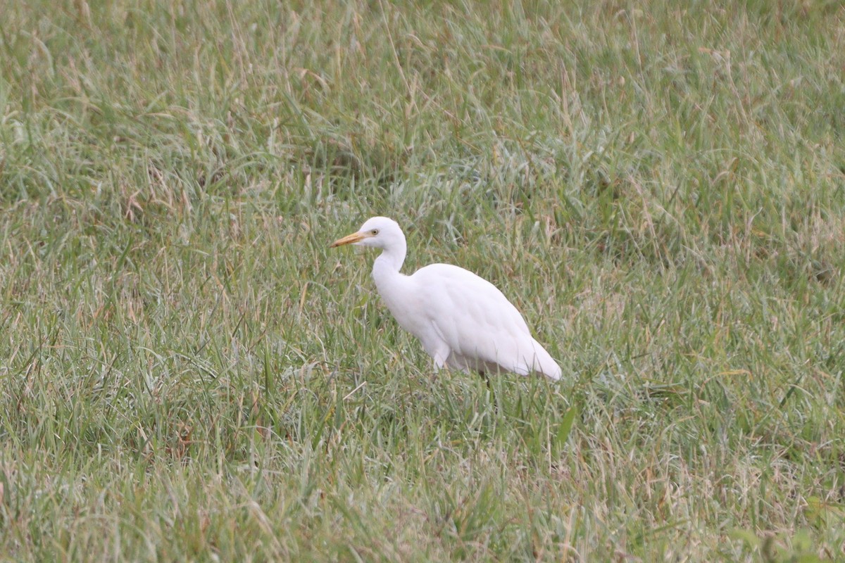 Western Cattle-Egret - ML644589822