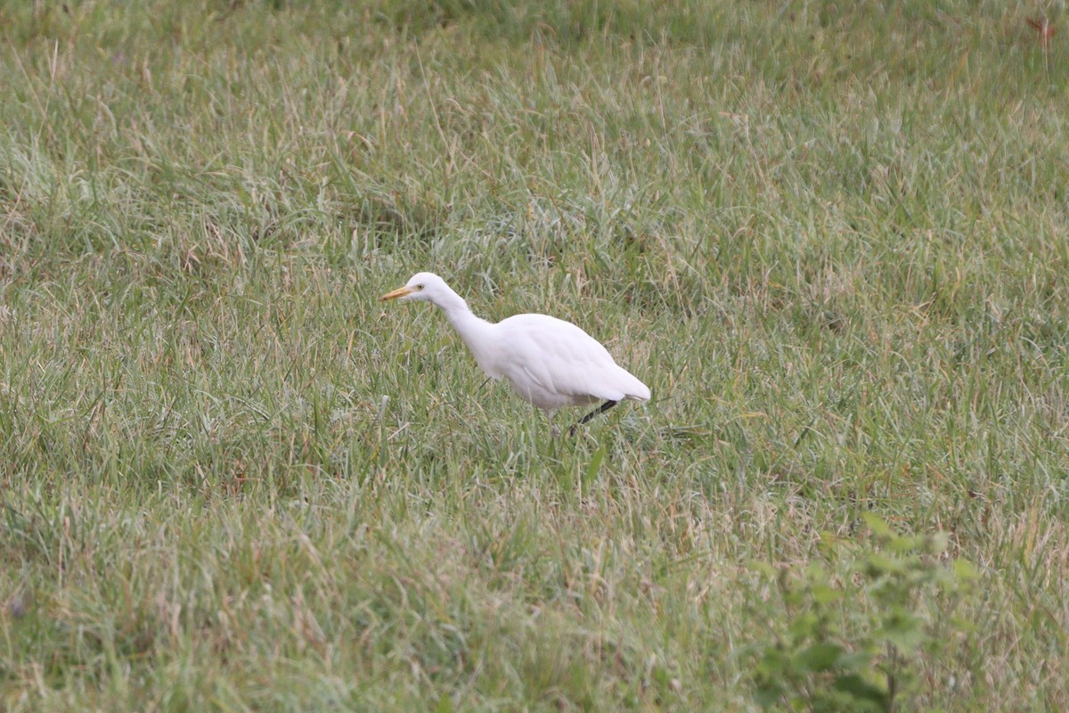Western Cattle-Egret - ML644589823
