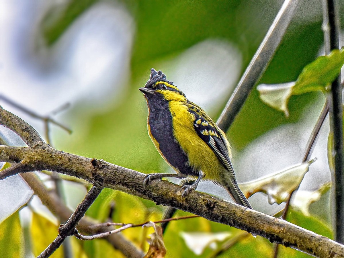 Himalayan Black-lored Tit - ML644589825