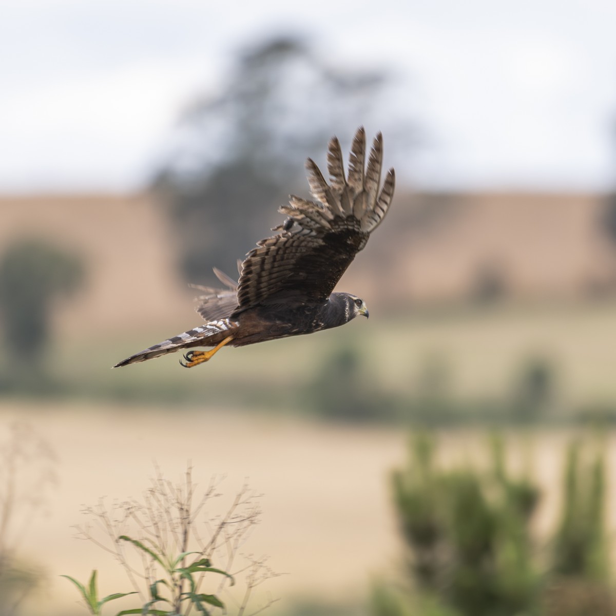 Busard de Buffon - ML644589826