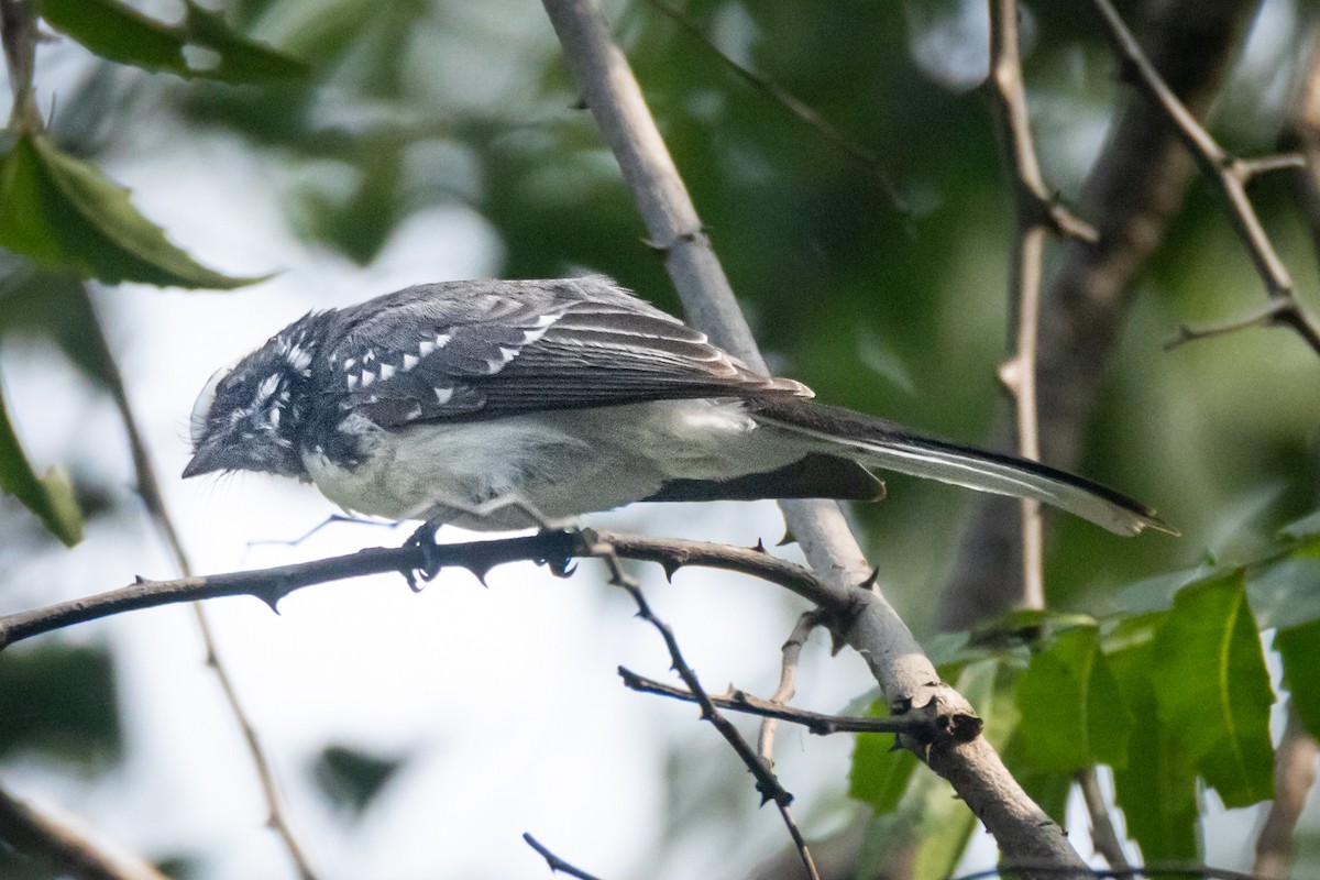 White-browed Fantail - ML644589830