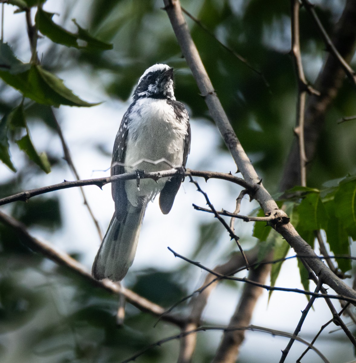 White-browed Fantail - ML644589831