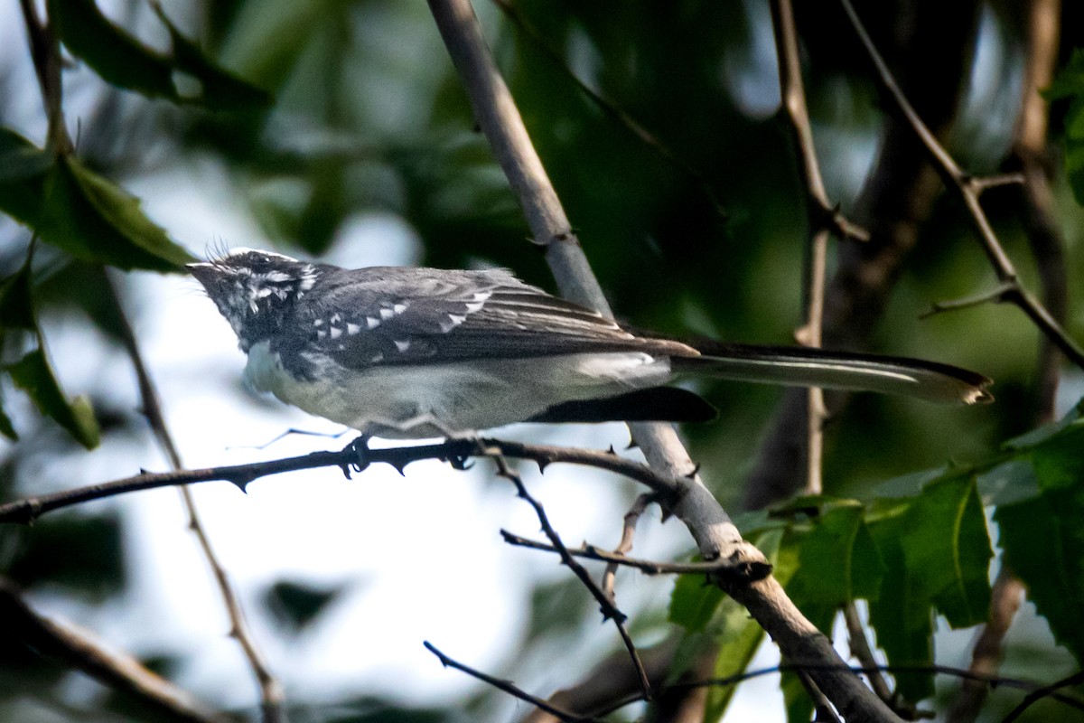 White-browed Fantail - ML644589832