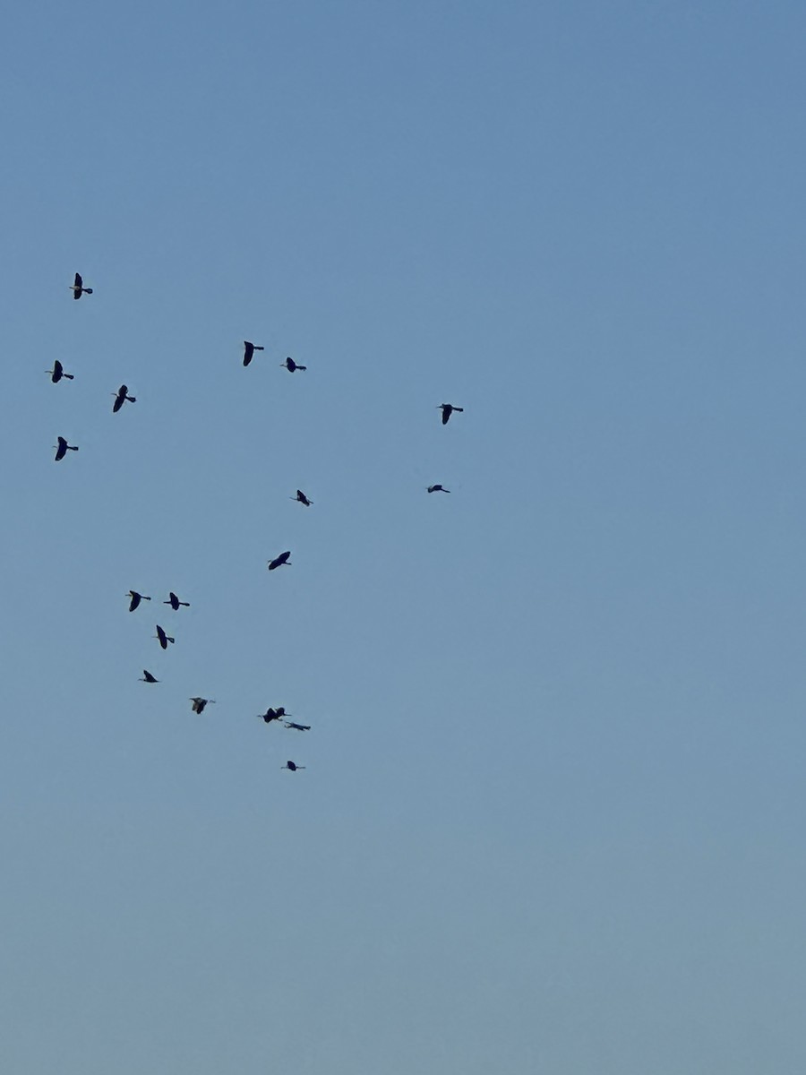 Anhinga - ML644589840