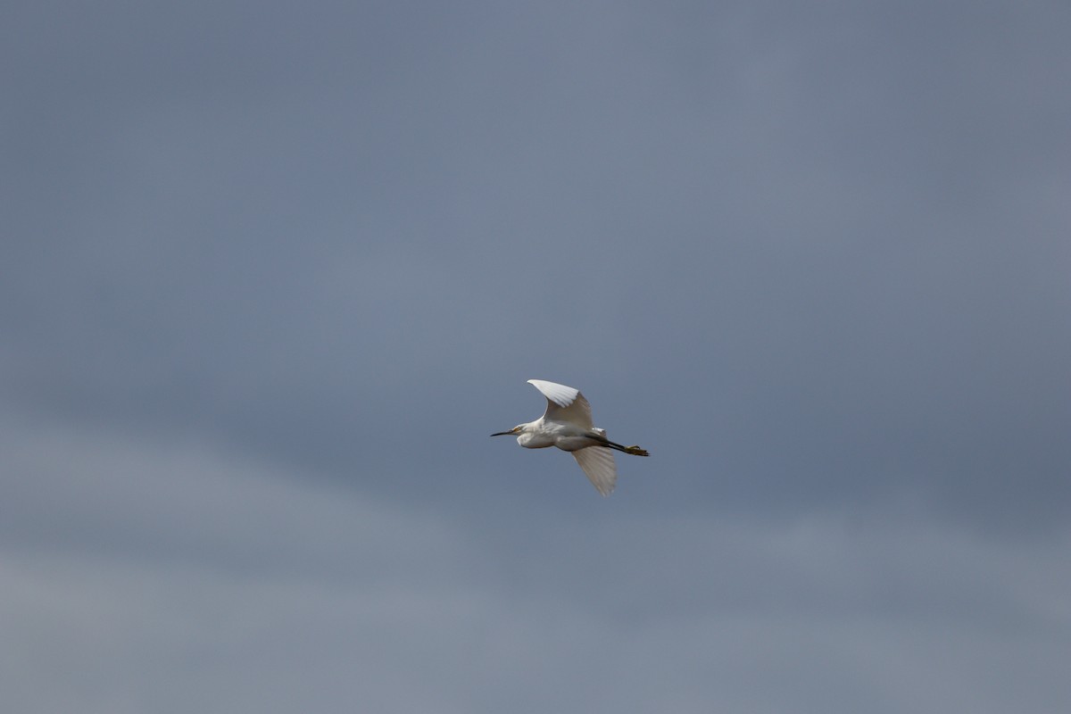Snowy Egret - ML644589844