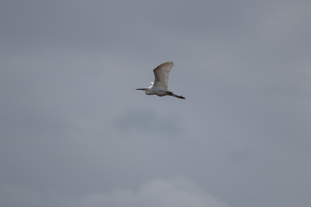 Snowy Egret - ML644589845