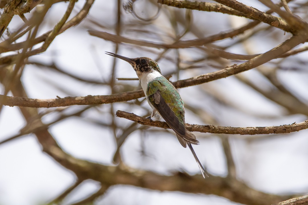 Колібрі рогатий - ML644589848