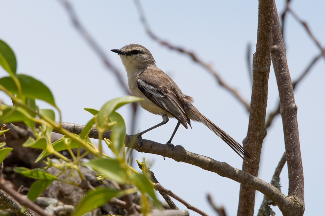 Bahia Wagtail-Tyrant - ML644589855