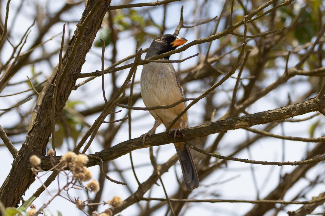Зернолуск чорногорлий - ML644589859