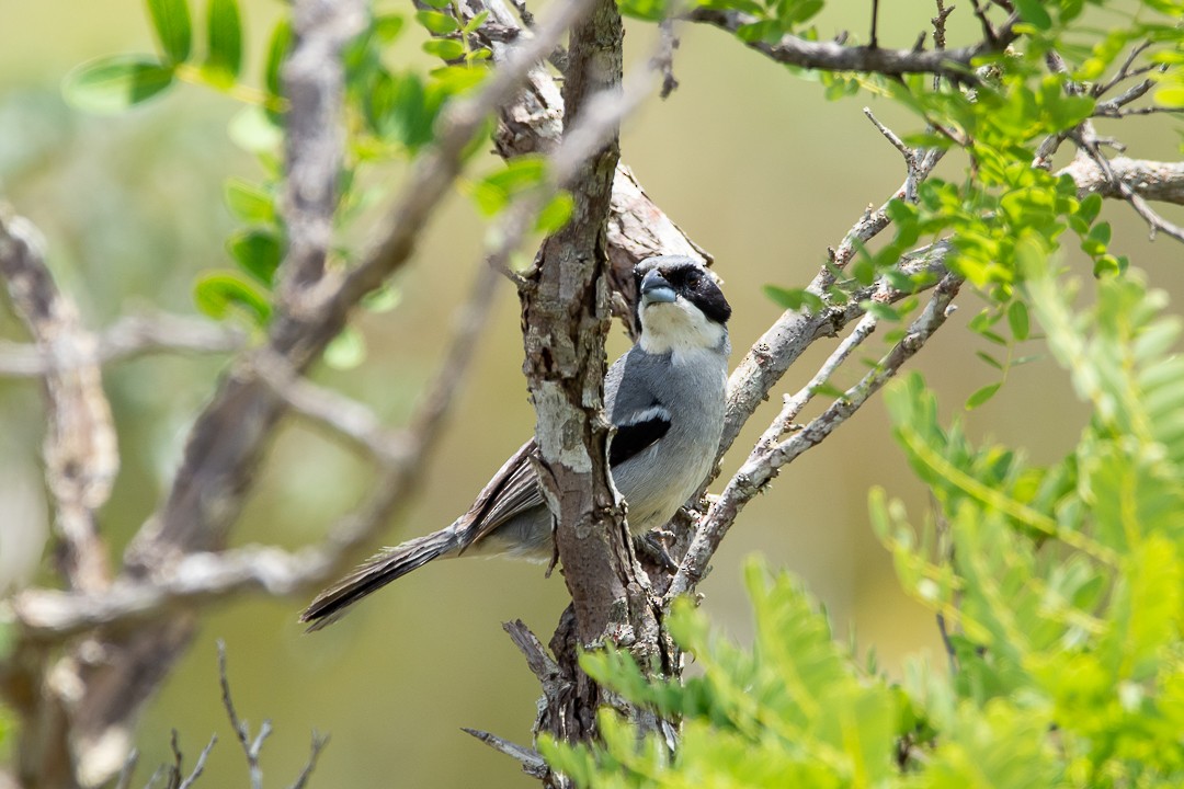 Тангар сивий - ML644589863