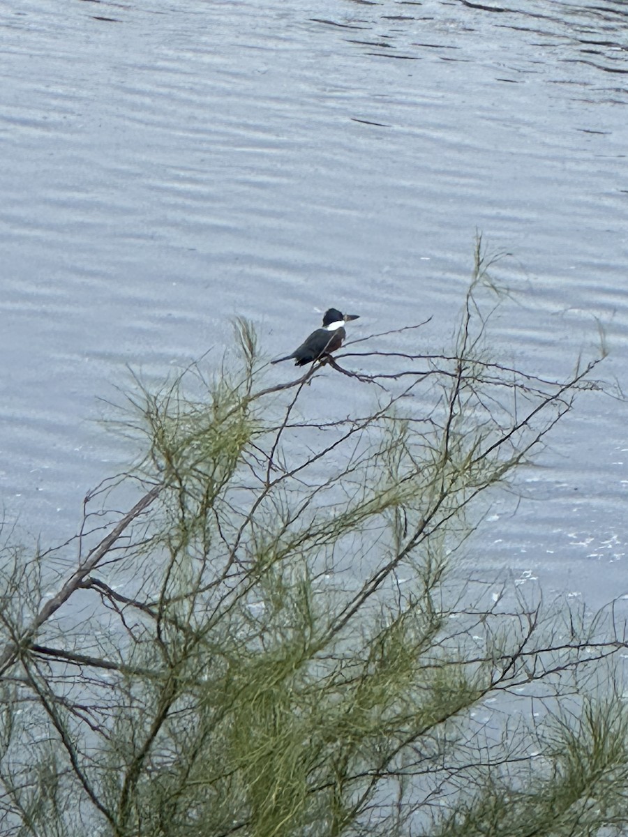 Martín Gigante Neotropical - ML644589865