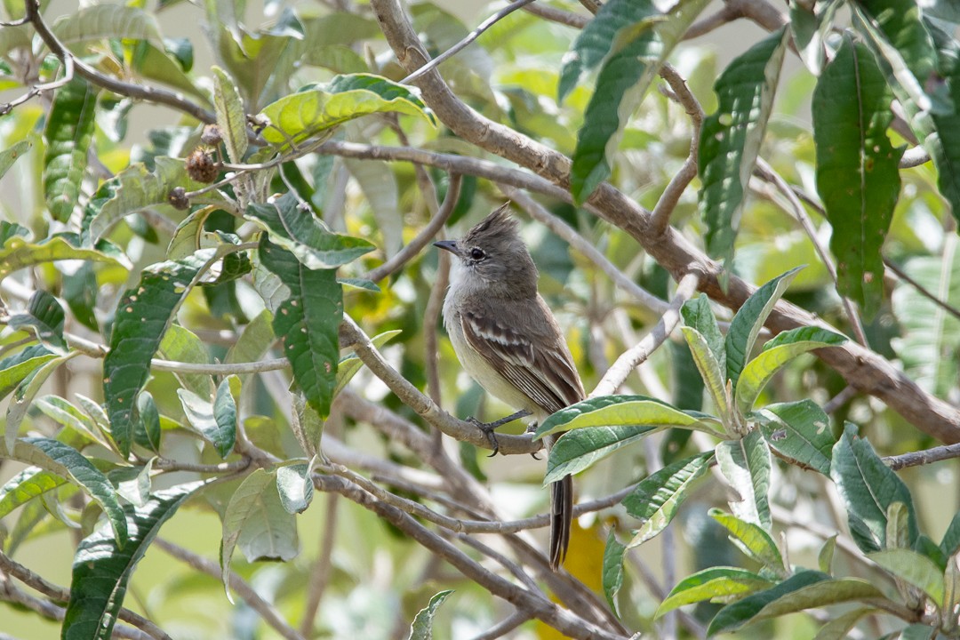 Еленія чубата - ML644589870