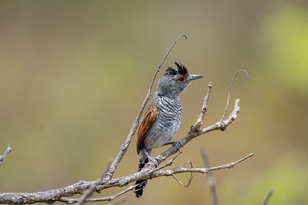 Сорокуш бразильський - ML644589877