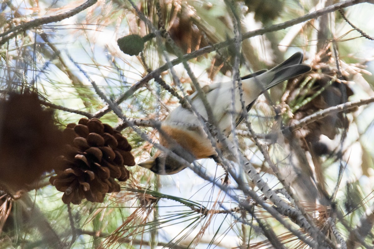 bjørkefink - ML644589892