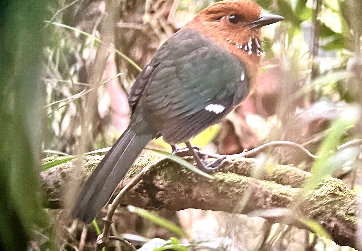 Rufous-headed Ground-Roller - ML644589894