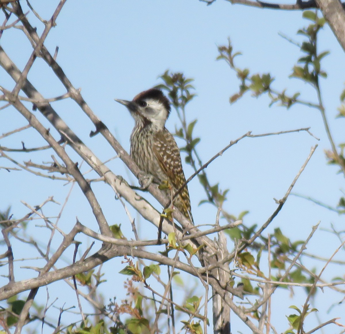 Cardinal Woodpecker - ML644589896
